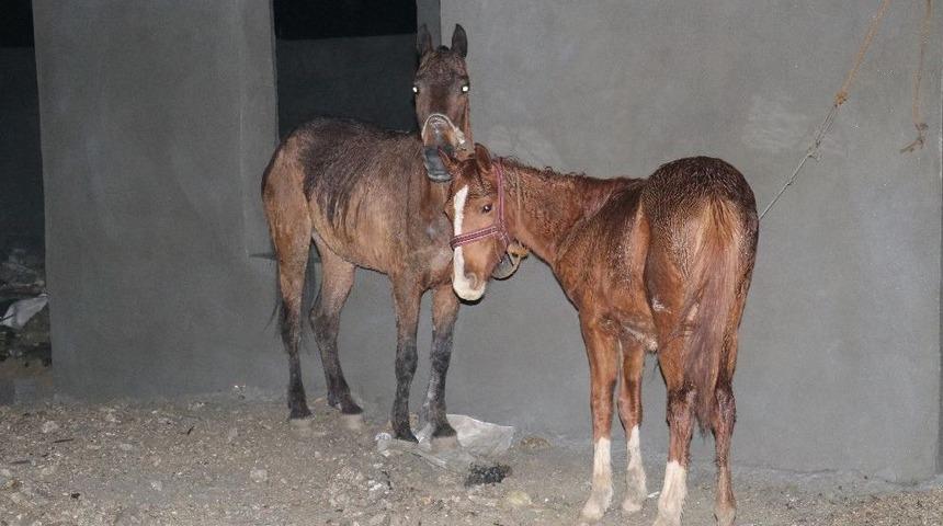 Adana&rsquo;da Ka&ccedil;ak Et Operasyonu