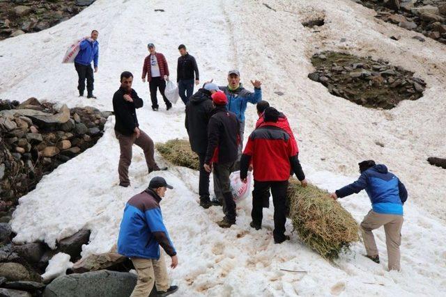 Hakkari’de Yaban Hayvanları İçin Doğaya Yem Bırakıldı