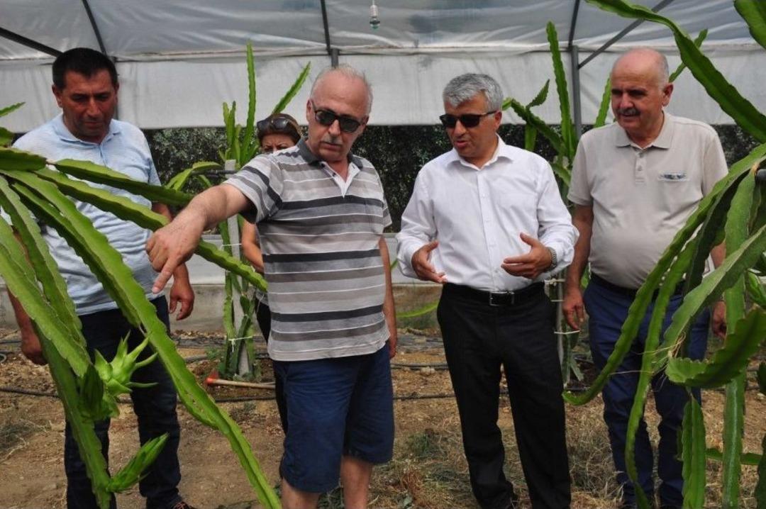 Ejder Meyvesi Pitaya Manavgat&rsquo;ta Yetiştirildi