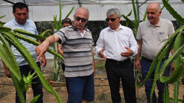 Ejder Meyvesi Pitaya Manavgat’ta Yetiştirildi