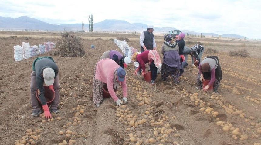 Patatese Verilen Teşvik &Ccedil;ift&ccedil;iyi Rahatlatacak