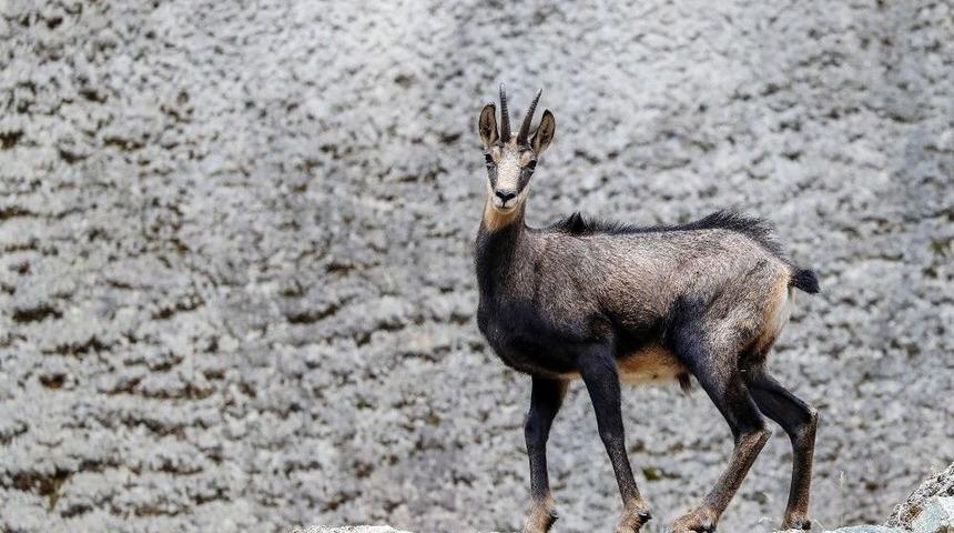 Koruma Altındaki &Ccedil;engel Boynuzlu Dağ Ke&ccedil;ilerinin Sayısı Artıyor