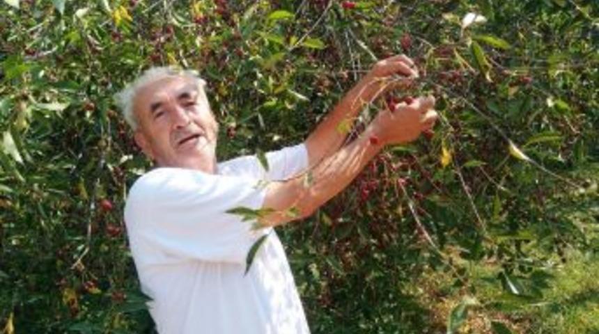 Toplanmayan Vişne Dalında Çürüdü