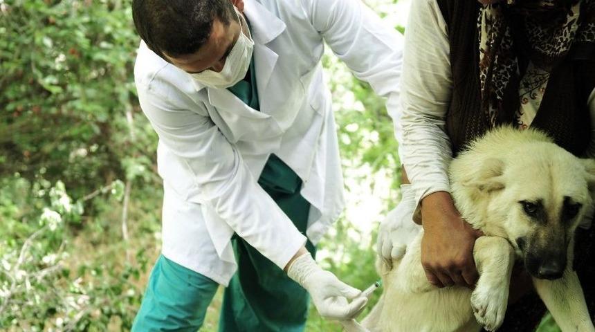 Mamak&rsquo;ta Evcil Hayvanlar Aşılanacak