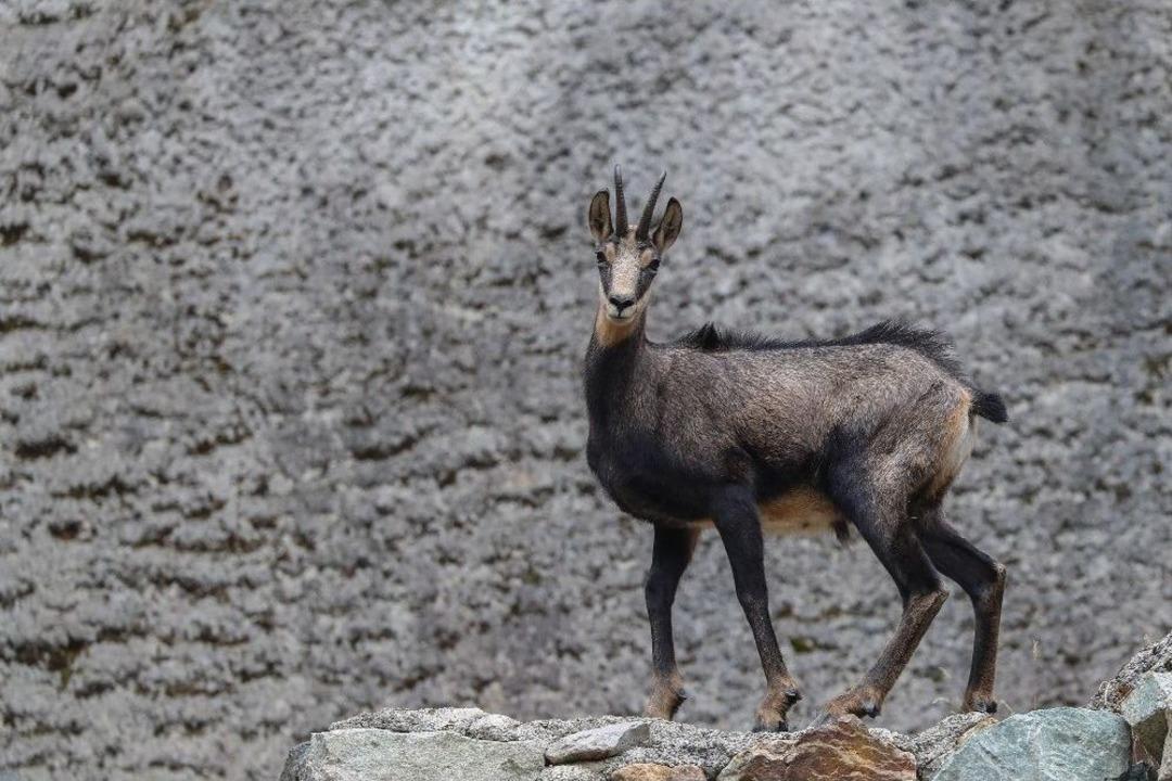 76 Yıl Sonra G&ouml;r&uuml;nt&uuml;lenmişti Şimdi Sayıları 60&rsquo;a Ulaştı