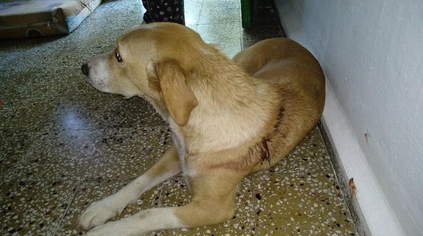 İşkence G&ouml;ren Sokak K&ouml;peğine Hayvan Severler Sahip &Ccedil;ıktı