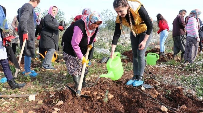 Erdemli&rsquo;de Yanan Orman Alanına 500 Fidan Dikildi