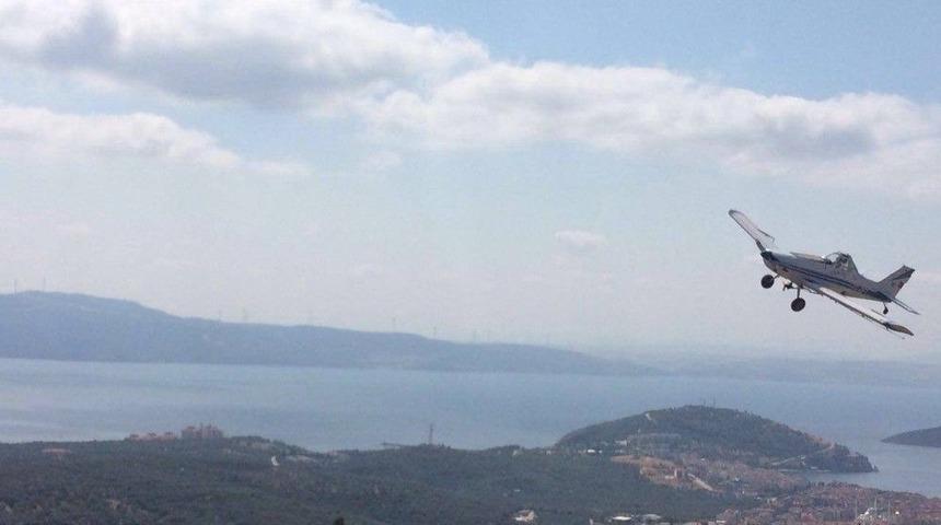 B&uuml;y&uuml;kşehir Zeytin &Uuml;reticisini Zeytin Sineğine Karşı Uyardı