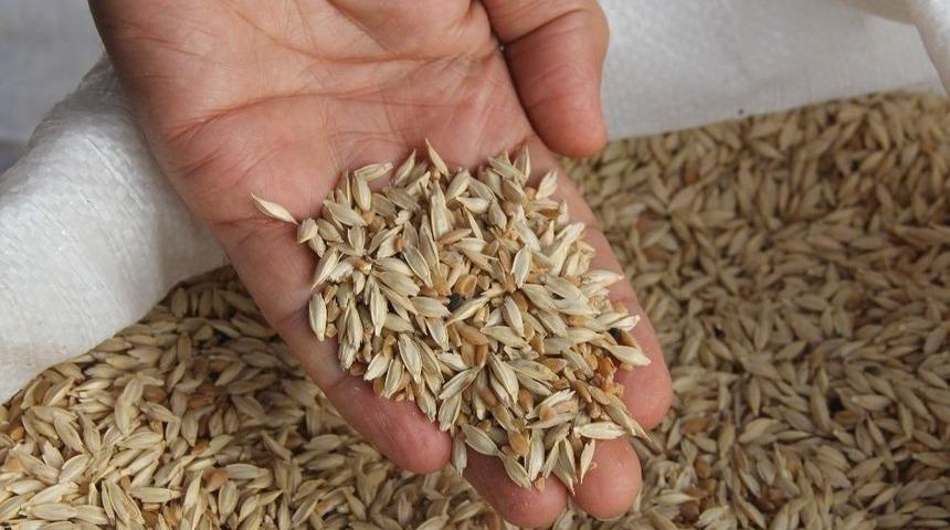 &Ouml;nder &Ccedil;ift&ccedil;ilerden &lsquo;hitit&rsquo; Buğdayına Destek