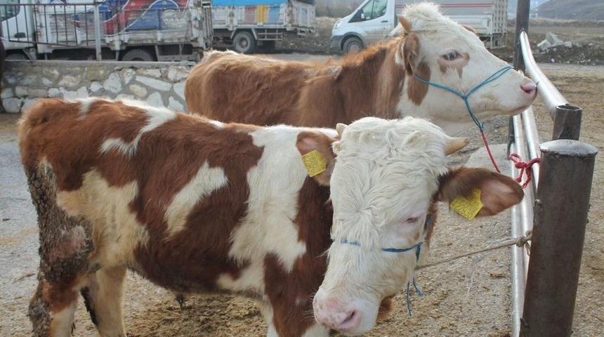 Bayburt&rsquo;ta Danalar Mehme&ccedil;ik İ&ccedil;in Satıldı