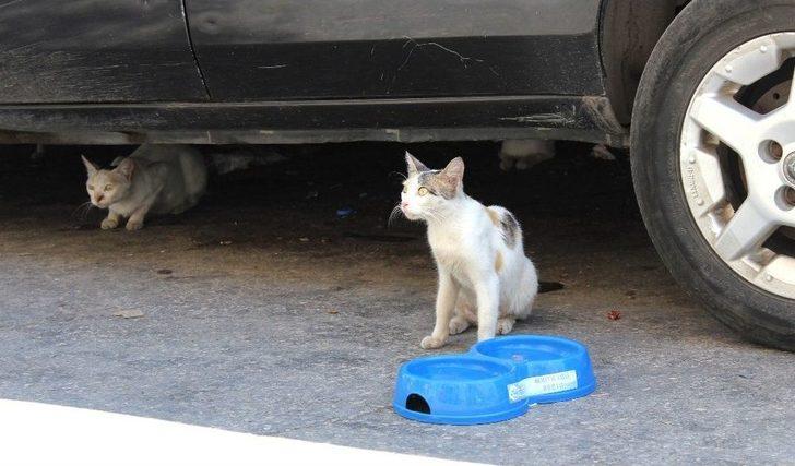 Kavurucu Sıcaklarda Hayvanların İmdadına Ekipler Yetişti G2