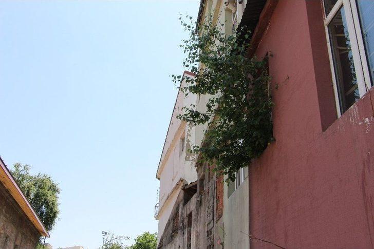 Ardahan’da Duvarda Yeşeren Söğüt Şaşırttı G2