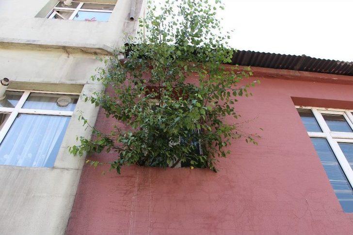 Ardahan’da Duvarda Yeşeren Söğüt Şaşırttı G3