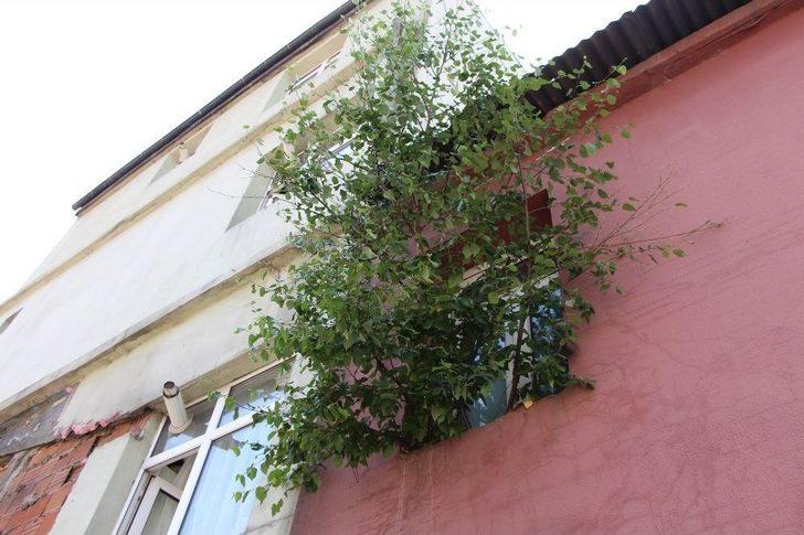 Ardahan’da Duvarda Yeşeren Söğüt Şaşırttı G4