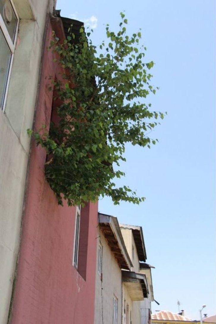 Ardahan’da Duvarda Yeşeren Söğüt Şaşırttı G5