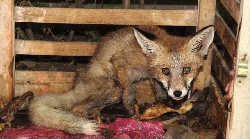 Yaralı Tilki Tedavi Altına Alındı