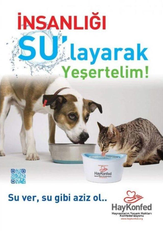 Sahipsiz Hayvanlar İçin 