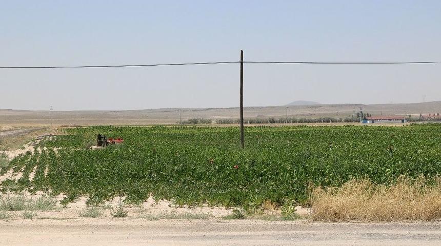 &Ccedil;ukurkuyu&rsquo;da Tarıma Dayalı Hayvancılık B&ouml;lgesi Kuruldu