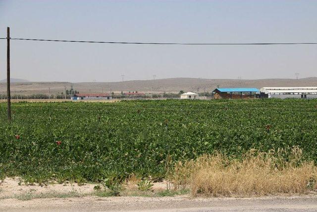 Çukurkuyu’da Tarıma Dayalı Hayvancılık Bölgesi Kuruldu