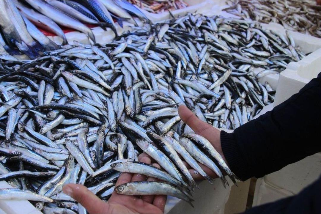 Yolu G&ouml;zlenen Hamsi, Boy Uzatıp Geri D&ouml;nd&uuml;
