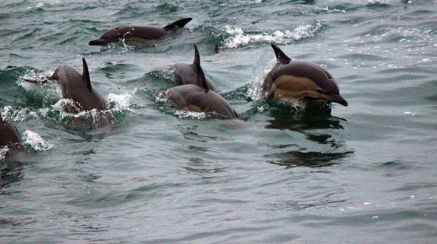 Karadeniz&rsquo;de Yunusların Dansı
