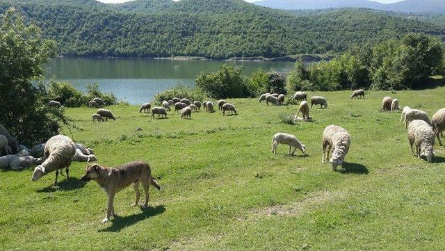 Kastamonu Ve Sinop’ta Orman Köylülerine 5 Milyon Tl Destek