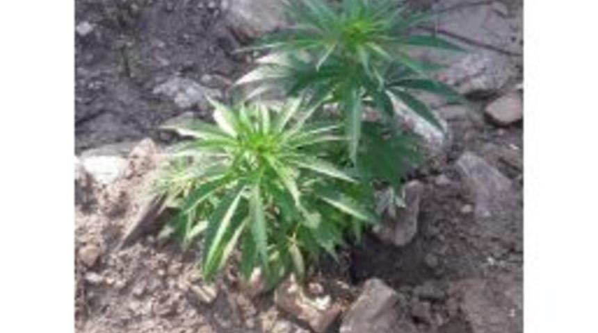 Ormanlık Alanda Bulunan Hint Keneviri Ekiplerce İmha Edildi