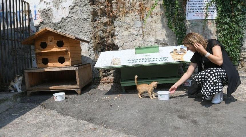 Sokak Hayvanlarına Can Suyu