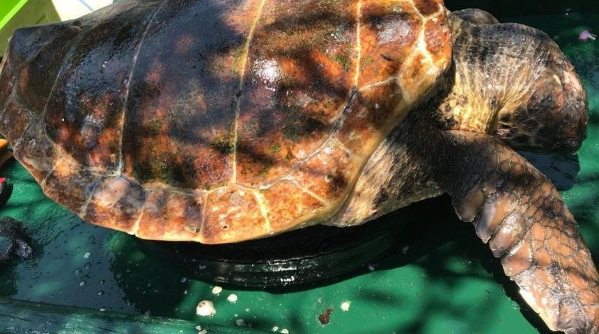Bodrum&rsquo;da 1&rsquo;i &Ouml;l&uuml; 1&rsquo;i Yaralı 2 Caretta Caretta Bulundu
