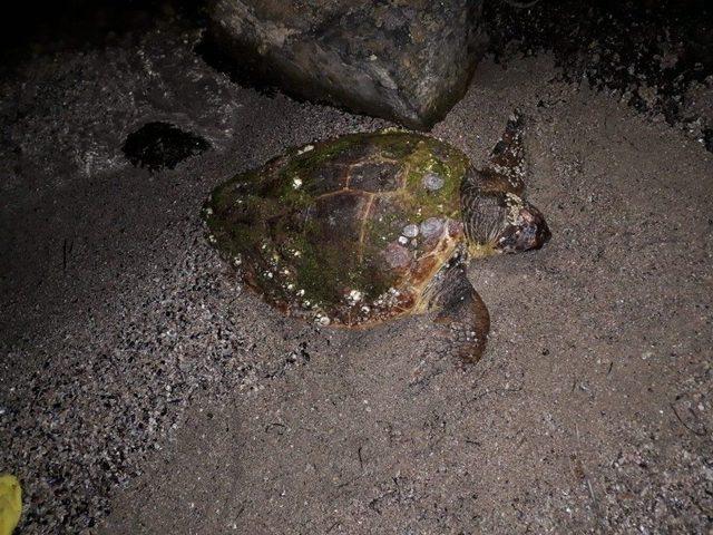 Bodrum’da 1’i Ölü 1’i Yaralı 2 Caretta Caretta Bulundu