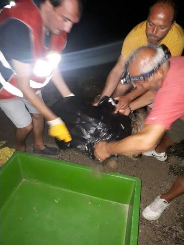 Bodrum’da 1’i Ölü 1’i Yaralı 2 Caretta Caretta Bulundu