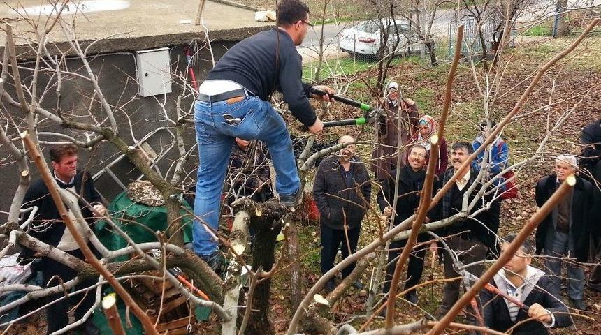 G&ouml;lbaşı&rsquo;nda Meyve Ağa&ccedil;larında Budama Eğitimi