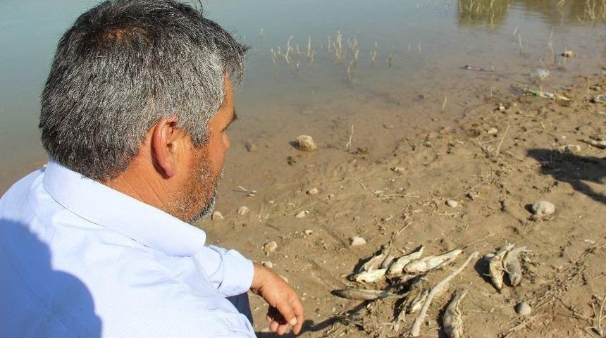 Avlamak İstedikleri Balıkları Karada Buldular