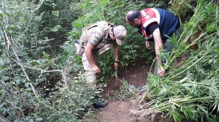 Fotokapan Bu Kez Kenevir Ekenleri Yakaladı