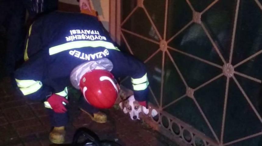 Kafası Demir Parmaklığa Sıkışan K&ouml;peği İtfaiye Kurtardı