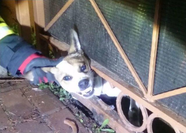 Kafası Demir Parmaklığa Sıkışan K&ouml;peği İtfaiye Kurtardı 1