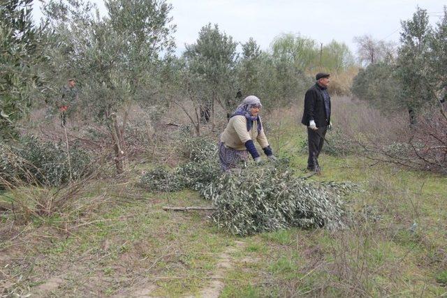 Burhaniye’de Zeytinde Bakım Dönemi Başladı