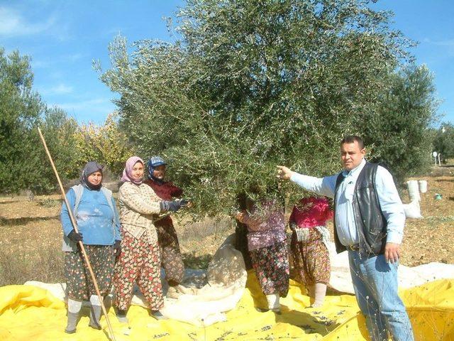 Burhaniye’de Zeytinde Bakım Dönemi Başladı