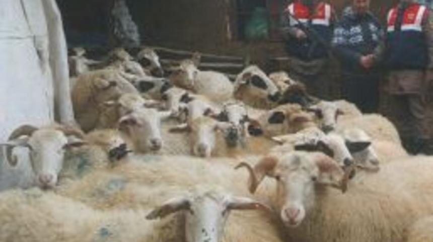 &Ccedil;alınan 41 Koyun Bulunarak, Sahibine Teslim Edildi