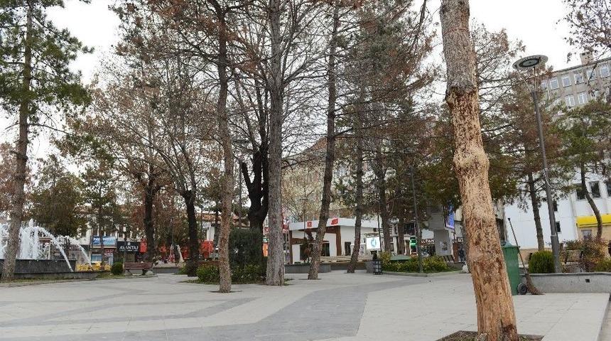 &Ccedil;orum&rsquo;da Kuruyan Ağa&ccedil;ların Yerine Yenileri Dikilecek