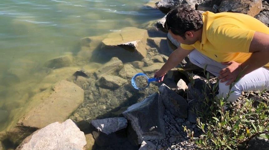 Erzincan&rsquo;da Balıklandırma &Ccedil;alışmaları S&uuml;r&uuml;yor