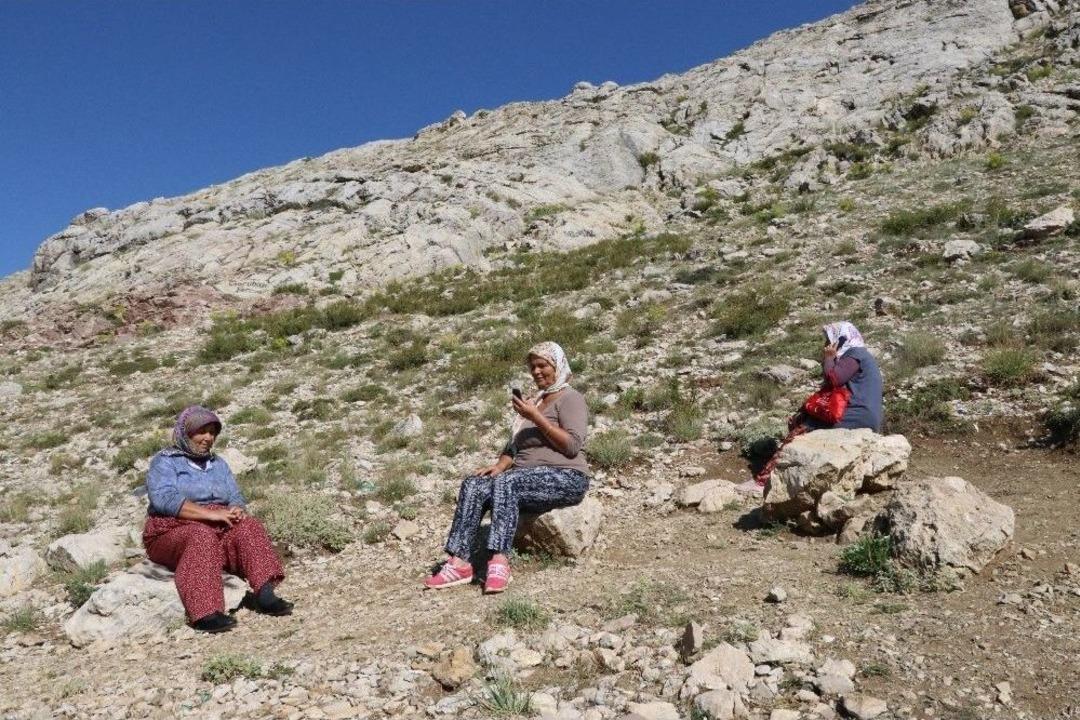 Bin 856 Rakımlı Yaylada Taş &Uuml;st&uuml;nde Sinyal Avı