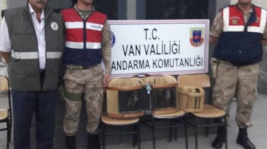 Gevaş İl&ccedil;esinde Keklik Avcısına Ceza