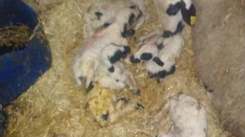 Bir &lsquo;karakız&rsquo;, Altız &lsquo;kuzucuk&rsquo;