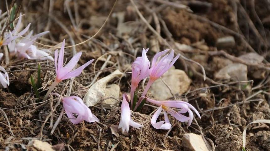 Şubat Ayında Kar &Ccedil;i&ccedil;ekleri A&ccedil;tı