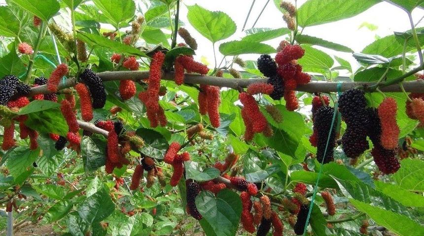 Mersin&rsquo;de Yılın İlk Karadut Hasadı Başladı