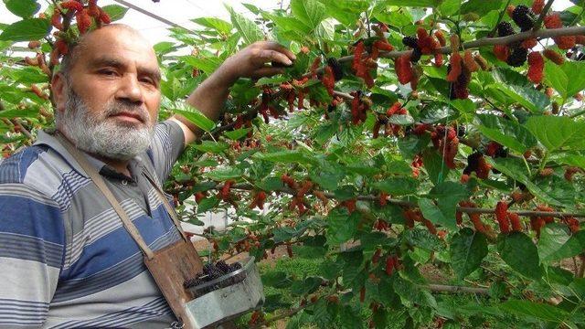 Mersin’de Yılın İlk Karadut Hasadı Başladı