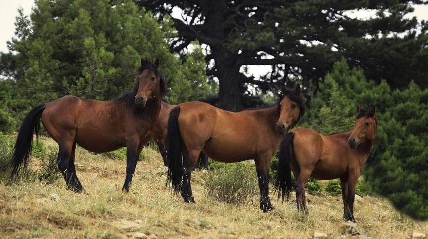 Aydın&rsquo;da Yaban Atlarının Sayımı Yapıldı