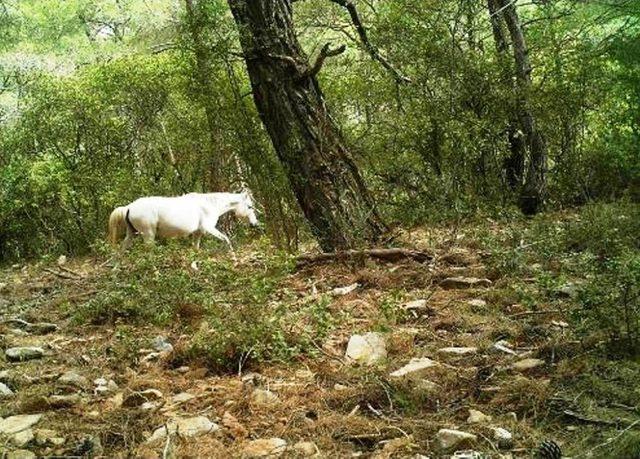 Aydın’da Yaban Atlarının Sayımı Yapıldı