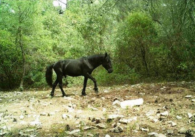 Aydın’da Yaban Atlarının Sayımı Yapıldı